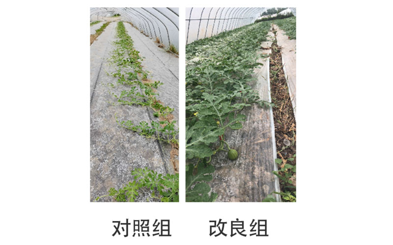 病菌检测与分析